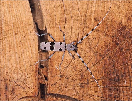 Aphanius iberus
