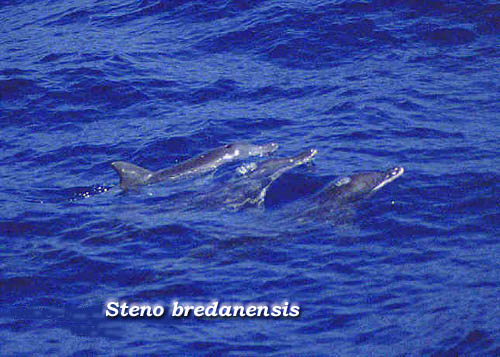 Delf�n de pico largo