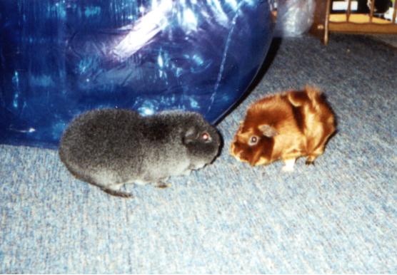 All about the wonderful guinea pig.  Tons of pictures and useful information.