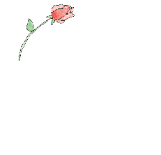 friendship rose