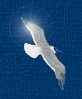 seagull