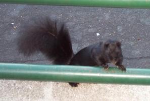 Central Park - Blinded Squirrel