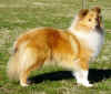 LilyP1010319_edited.JPG (42746 bytes)