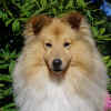 Montyhead.jpg (59041 bytes)