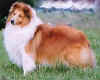 benji.jpg (27751 bytes)
