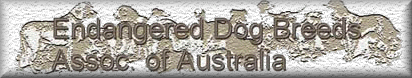 Endangered Dog Breeds of Australia