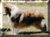 tasha.jpg (12697 bytes)