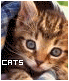 The Cat Clique