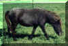 Cassie.jpg (31872 bytes)