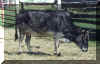 Zebu_003_b_webpic.JPG (36627 bytes)