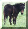 cassieXrazzle_2003_filly_webpic.JPG (15455 bytes)