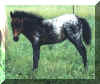 classXrazzle_2003_filly_webpic_b.JPG (21152 bytes)