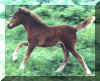 ellieXalex_2003_filly_webpic_b.JPG (24595 bytes)