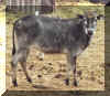 heifer_1_webpic.JPG (108281 bytes)