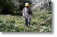 Pesticide syringe in Plantation,  no self-protection provided