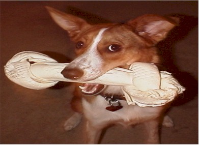 Big Bone