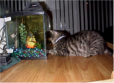 Fish Watching