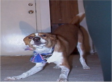 Silly Dog