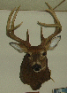 Mike Tichenor's 2002 8 point buck - 128 7/8 P&Y