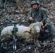 Matt Partin with Babiroussa ram