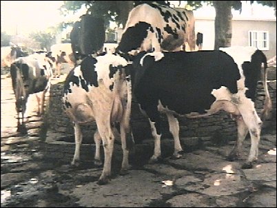 Vacas. 37 kb.