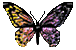 Buttrfly