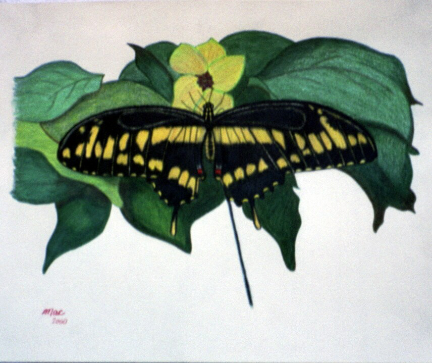 butterfly