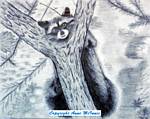 Raccoon-in charcoal