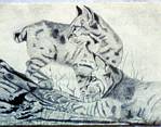 Bobcat kittens - in pencil