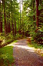 forest trails