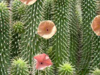 Weight loss. Hoodia - natural plant that helps fight fat.