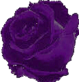 purple rose