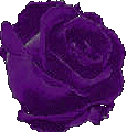 purple rose