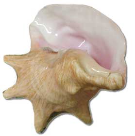 Conch Shell Picture