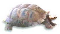 Turtle picture