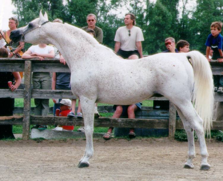 © Rideaufield Arabians