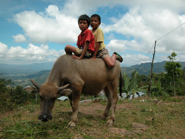 All purpose buffalo
