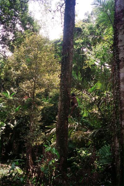 Climbing the Durian tree