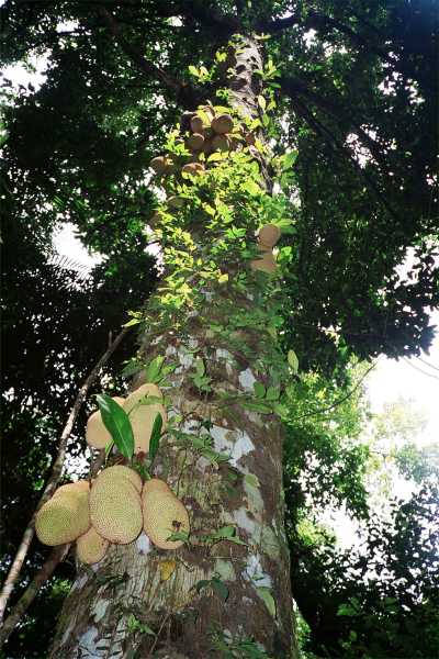 Jackfruit