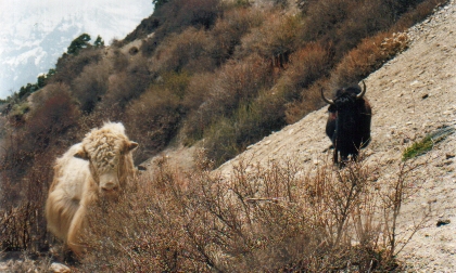Yak Watching