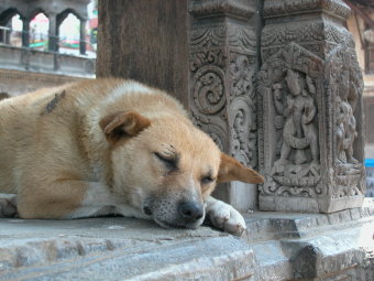 Canine disciple of Shiva