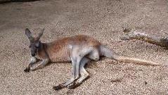Kangaroo