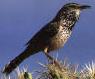 Picture of cactus wren