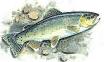 Picture of Apache trout