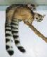 Picture of Ringtail Possums