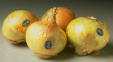 Picture of Vidalia Onion