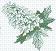 Picture of hydrangea