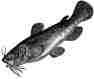 Picture of a Catfish