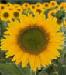 Picture of Sunflower