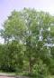 Picture of Cottonwood Tree